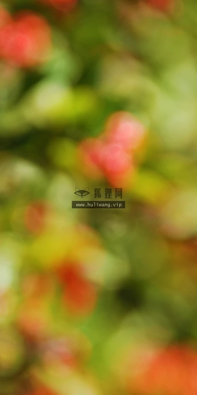 【12431】植物壁纸  2K 高清壁纸2560_1600@青蛙壁纸-笨猫小站