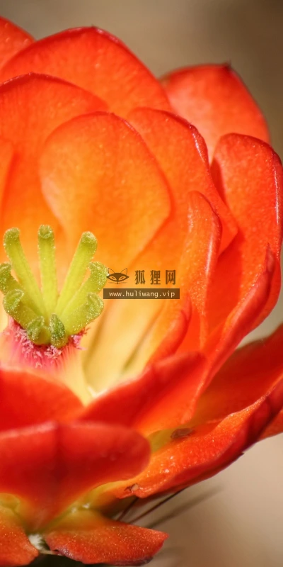 【12432】植物壁纸  2K 高清壁纸2560_1600@青蛙壁纸-笨猫小站
