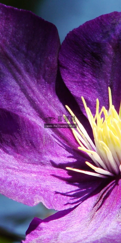 【12433】植物壁纸  2K 高清壁纸2560_1600@青蛙壁纸-笨猫小站