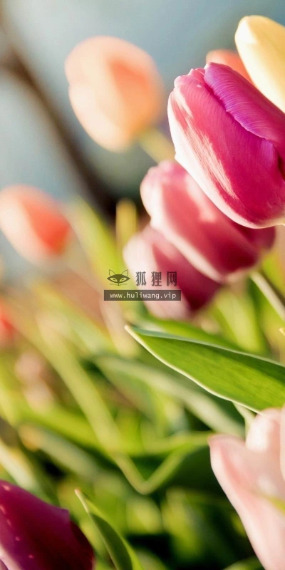 【12435】植物壁纸  2K 高清壁纸2560_1600@青蛙壁纸-笨猫小站
