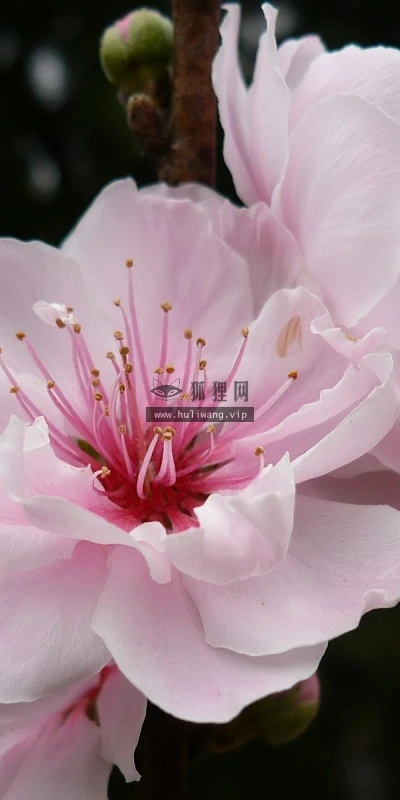 【12436】植物壁纸  2K 高清壁纸2560_1600@青蛙壁纸-笨猫小站