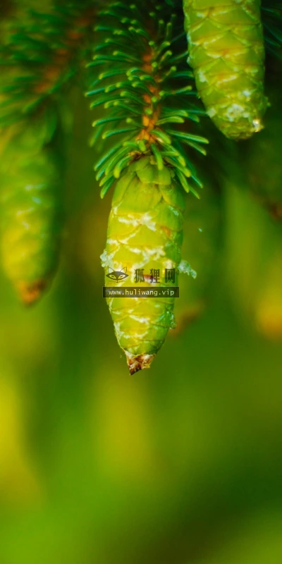 【12437】植物壁纸  2K 高清壁纸2560_1600@青蛙壁纸-笨猫小站