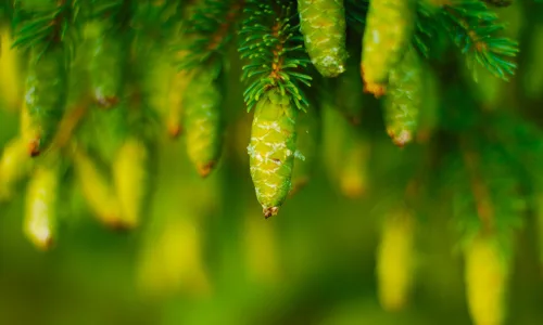 【12437】植物壁纸  2K 高清壁纸2560_1600@青蛙壁纸-笨猫小站