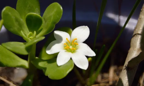 【12438】植物壁纸  2K 高清壁纸2560_1600@青蛙壁纸-笨猫小站