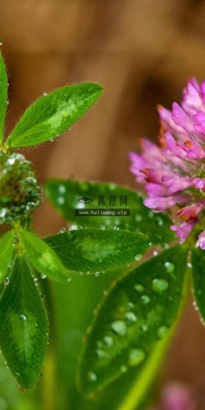 【12440】植物壁纸  2K 高清壁纸2560_1600@青蛙壁纸-笨猫小站