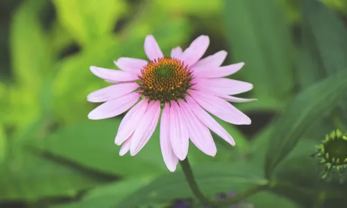 【12441】植物壁纸  2K 高清壁纸2560_1600@青蛙壁纸-笨猫小站