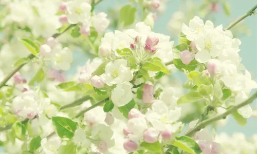【12442】植物壁纸  2K 高清壁纸2560_1600@青蛙壁纸-笨猫小站