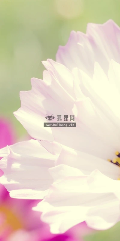 【12444】植物壁纸  2K 高清壁纸2560_1600@青蛙壁纸-笨猫小站