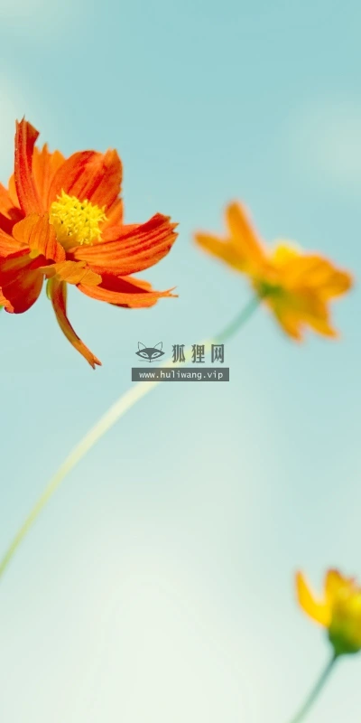 【12445】植物壁纸  2K 高清壁纸2560_1600@青蛙壁纸-笨猫小站