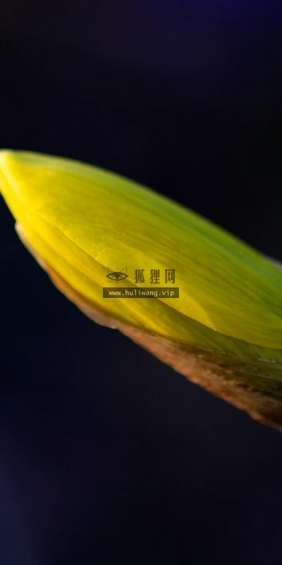 【12446】植物壁纸  2K 高清壁纸2560_1600@青蛙壁纸-笨猫小站