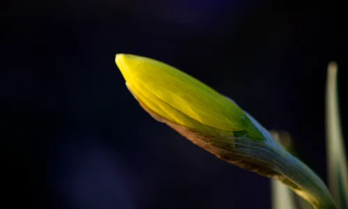 【12446】植物壁纸  2K 高清壁纸2560_1600@青蛙壁纸-笨猫小站