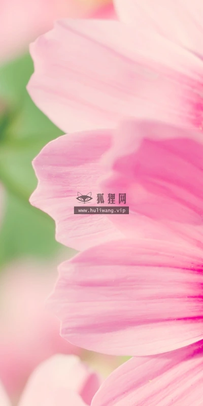 【12449】植物壁纸  2K 高清壁纸2560_1600@青蛙壁纸-笨猫小站