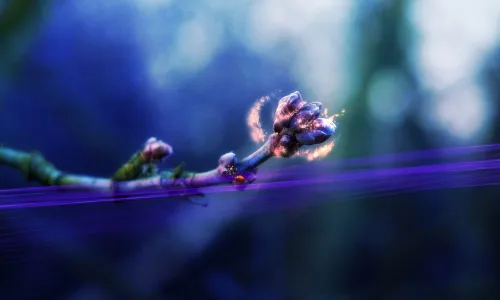 【12450】植物壁纸  2K 高清壁纸2560_1600@青蛙壁纸-笨猫小站