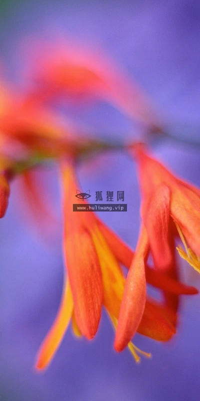 【12454】植物壁纸  2K 高清壁纸2560_1600@青蛙壁纸-笨猫小站