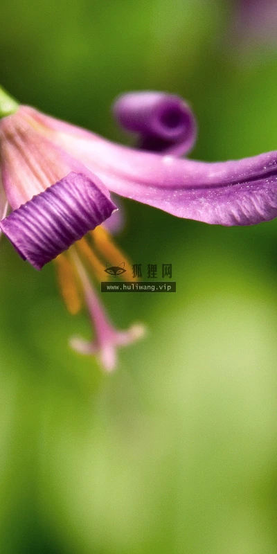 【12455】植物壁纸  2K 高清壁纸2560_1600@青蛙壁纸-笨猫小站