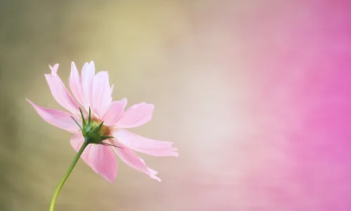 【12458】植物壁纸  2K 高清壁纸2560_1600@青蛙壁纸-笨猫小站