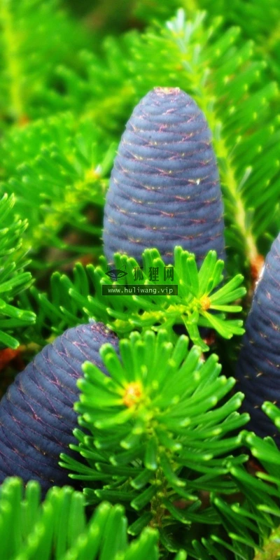 【12459】植物壁纸  2K 高清壁纸2560_1600@青蛙壁纸-笨猫小站