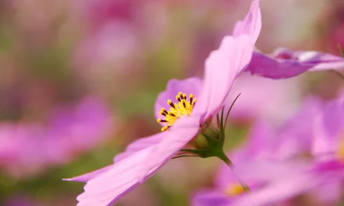 【12460】植物壁纸  2K 高清壁纸2560_1600@青蛙壁纸-笨猫小站