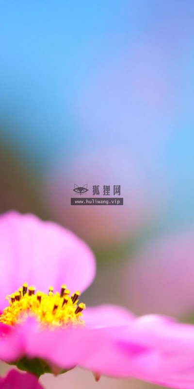 【12461】植物壁纸  2K 高清壁纸2560_1600@青蛙壁纸-笨猫小站