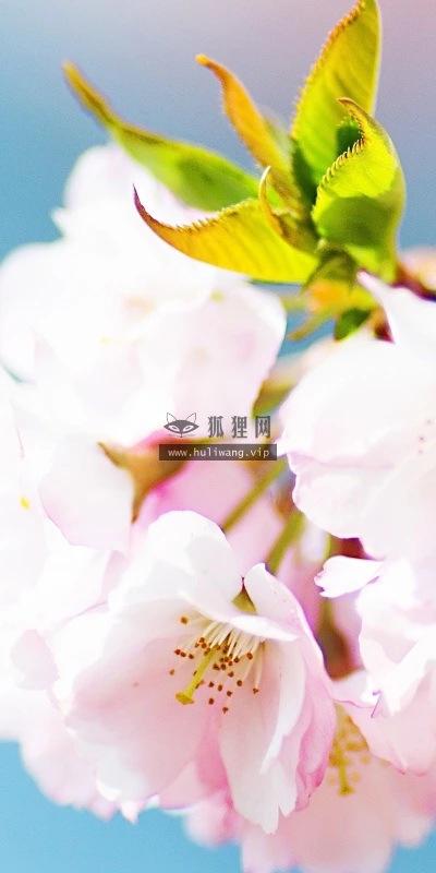【12462】植物壁纸  2K 高清壁纸2560_1600@青蛙壁纸-笨猫小站