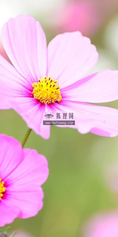 【12463】植物壁纸  2K 高清壁纸2560_1600@青蛙壁纸-笨猫小站