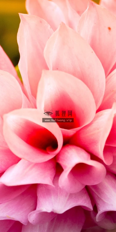 【12464】植物壁纸  2K 高清壁纸2560_1600@青蛙壁纸-笨猫小站