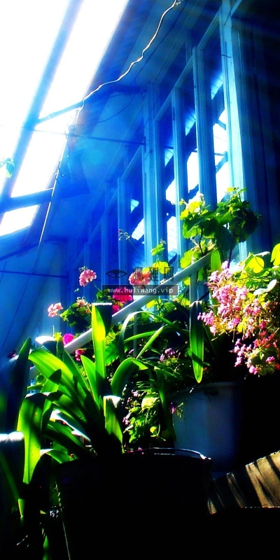 【12465】植物壁纸  2K 高清壁纸2560_1600@青蛙壁纸-笨猫小站