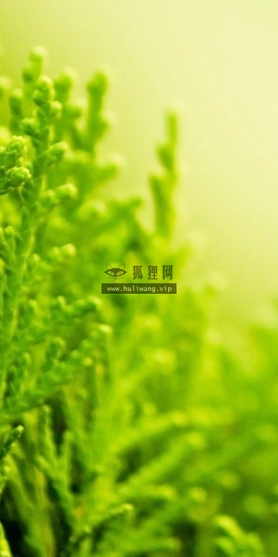 【12466】植物壁纸  2K 高清壁纸2560_1600@青蛙壁纸-笨猫小站
