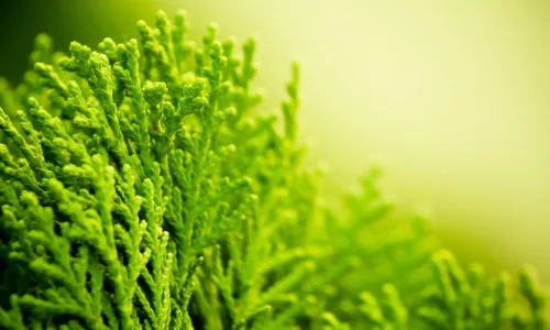 【12466】植物壁纸  2K 高清壁纸2560_1600@青蛙壁纸-笨猫小站