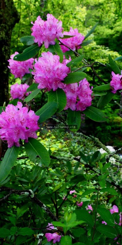 【12471】植物壁纸  2K 高清壁纸2560_1600@青蛙壁纸-笨猫小站