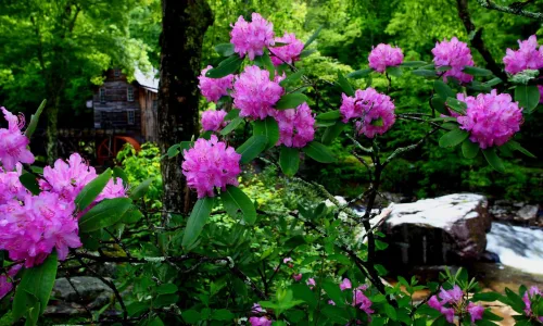 【12471】植物壁纸  2K 高清壁纸2560_1600@青蛙壁纸-笨猫小站