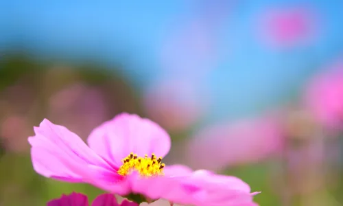 【12472】植物壁纸  2K 高清壁纸2560_1600@青蛙壁纸-笨猫小站