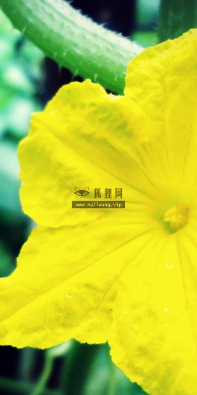 【12473】植物壁纸  2K 高清壁纸2560_1600@青蛙壁纸-笨猫小站