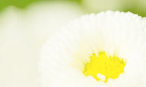【12474】植物壁纸  2K 高清壁纸2560_1600@青蛙壁纸-笨猫小站