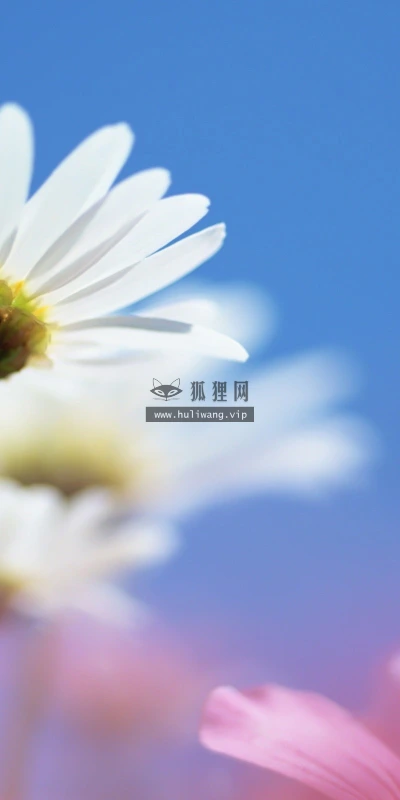 【12476】植物壁纸  2K 高清壁纸2560_1600@青蛙壁纸-笨猫小站