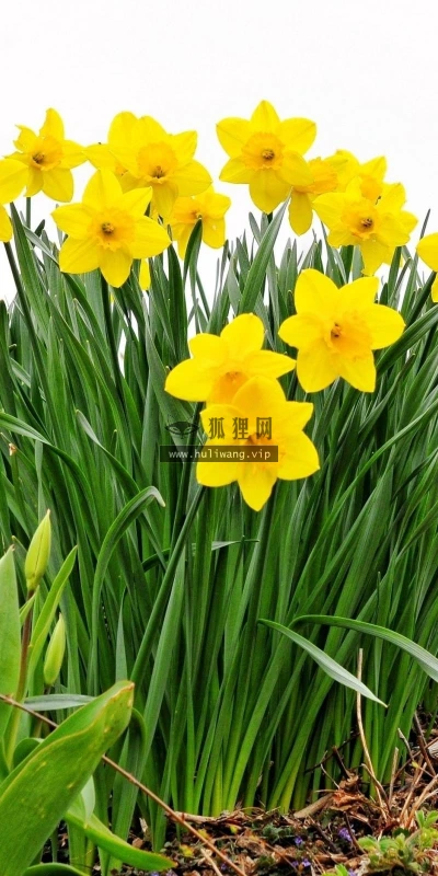 【12477】植物壁纸  2K 高清壁纸2560_1600@青蛙壁纸-笨猫小站