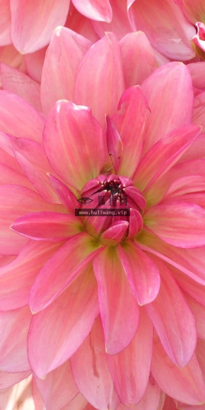 【12479】植物壁纸  2K 高清壁纸2560_1600@青蛙壁纸-笨猫小站