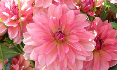 【12479】植物壁纸  2K 高清壁纸2560_1600@青蛙壁纸-笨猫小站