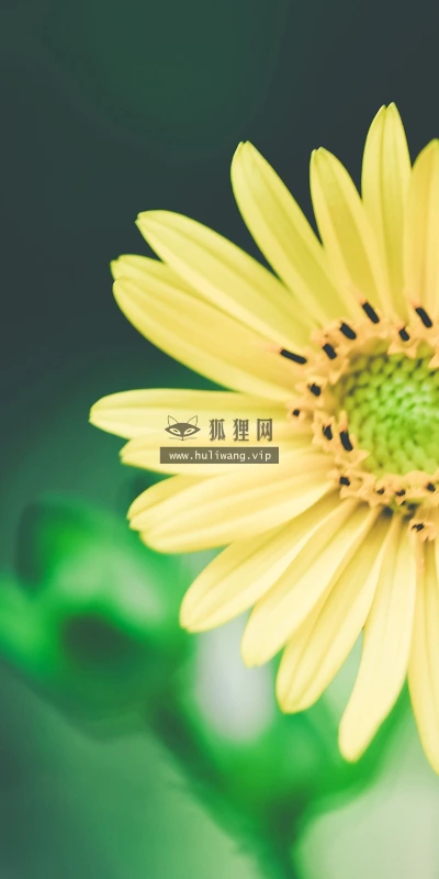 【12483】植物壁纸  2K 高清壁纸2560_1600@青蛙壁纸-笨猫小站