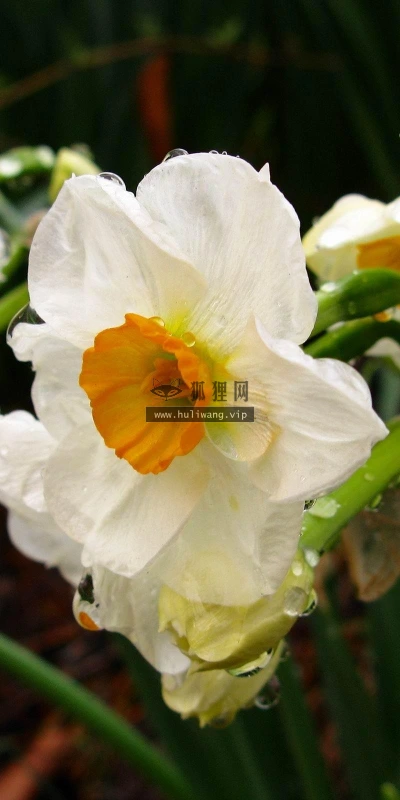 【12486】植物壁纸  2K 高清壁纸2560_1600@青蛙壁纸-笨猫小站