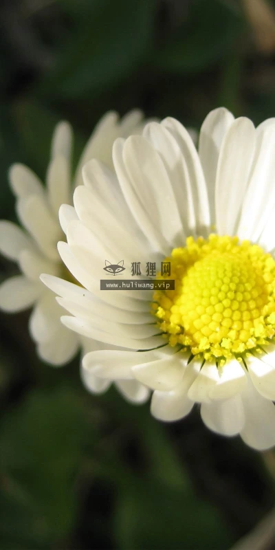 【12487】植物壁纸 2K 高清壁纸2560_1600@青蛙壁纸-笨猫小站
