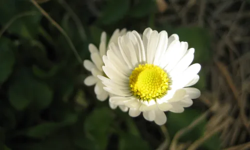 【12487】植物壁纸  2K 高清壁纸2560_1600@青蛙壁纸-笨猫小站