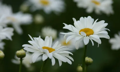 【12490】植物壁纸  2K 高清壁纸2560_1600@青蛙壁纸-笨猫小站