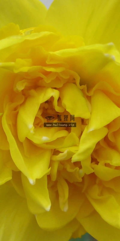 【12491】植物壁纸  2K 高清壁纸2560_1600@青蛙壁纸-笨猫小站