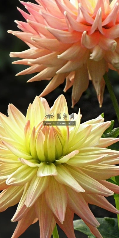 【12492】植物壁纸  2K 高清壁纸2560_1600@青蛙壁纸-笨猫小站