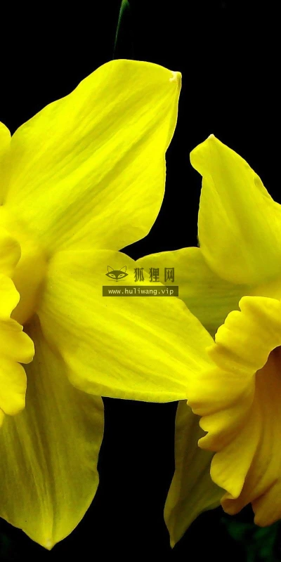 【12493】植物壁纸  2K 高清壁纸2560_1600@青蛙壁纸-笨猫小站
