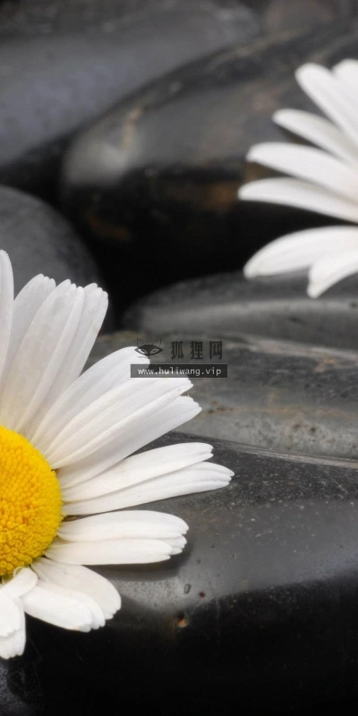 【12494】植物壁纸  2K 高清壁纸2560_1600@青蛙壁纸-笨猫小站
