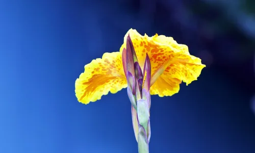 【12495】植物壁纸  2K 高清壁纸2560_1600@青蛙壁纸-笨猫小站