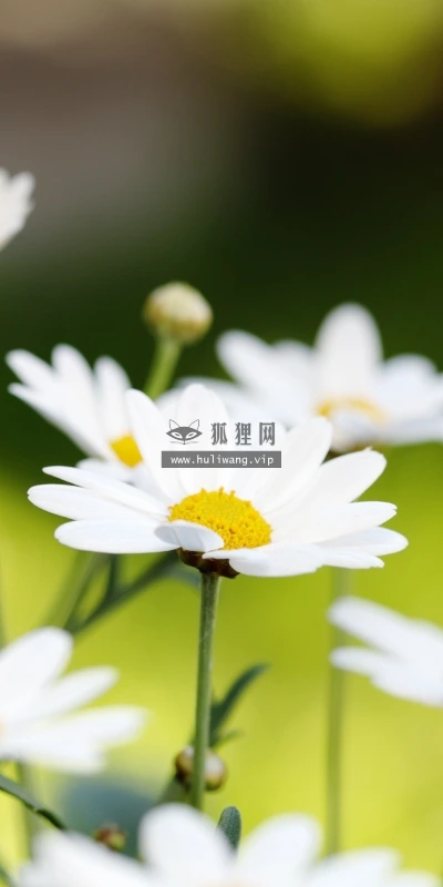 【12496】植物壁纸  2K 高清壁纸2560_1600@青蛙壁纸-笨猫小站