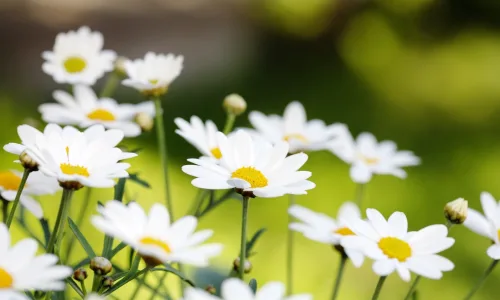 【12496】植物壁纸  2K 高清壁纸2560_1600@青蛙壁纸-笨猫小站
